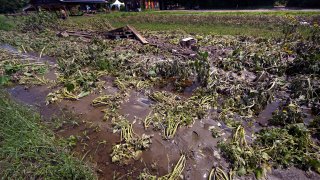 Flood waters remain on the destroyed fields at the Intervale Community Farm