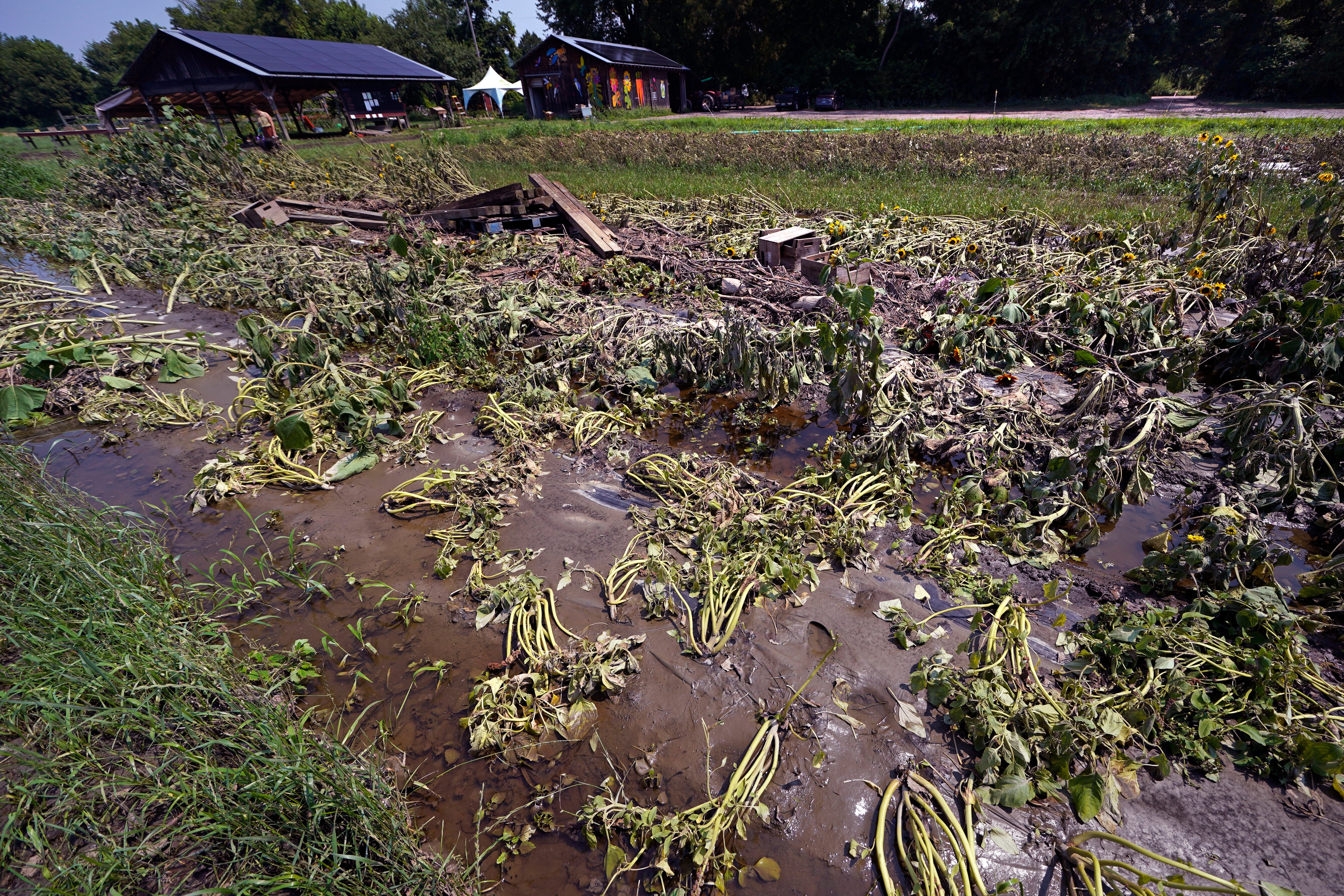 Months of labor and crops swept away in Northeast floods – NBC Los Angeles - Vimarsana News