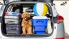 Must-know Safety Tips for Traveling with Your Furry Friend