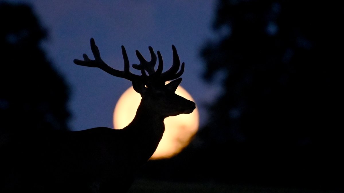 Luglio porta la prima “superluna” del 2023: NBC Los Angeles