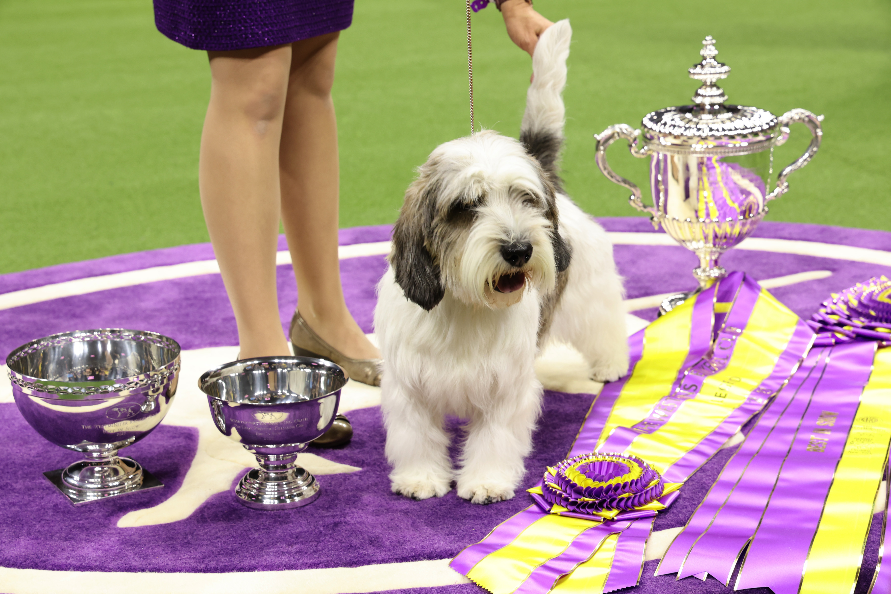 Petit basset griffon vendeen best sale crufts 2019