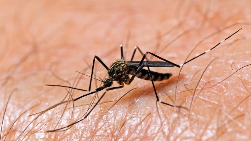 An Aedes japonicus mosquito rests on a human arm.  Aedes japonicus are new to the United States and may be possible West Nile Vectors.  See more of my mosquito shots here: