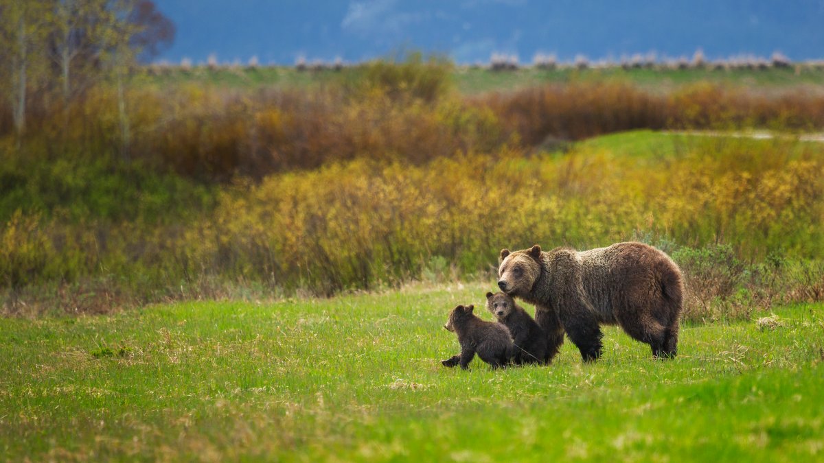 Woman Found Dead After Bear Encounter In Montana Near Yellowstone Nbc Los Angeles 9025