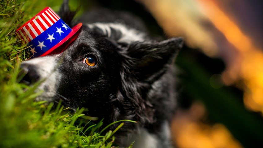 Border Collie wearing American Flag hat