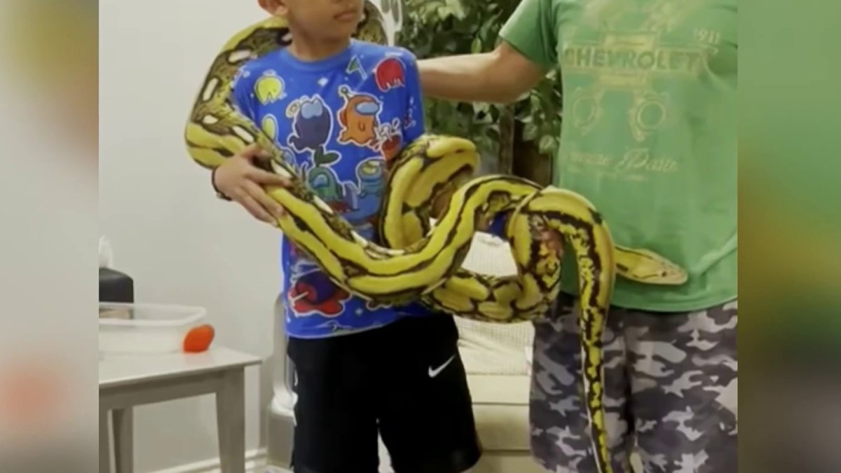 Missing 15-foot pet python is found in Chatsworth – NBC Los Angeles