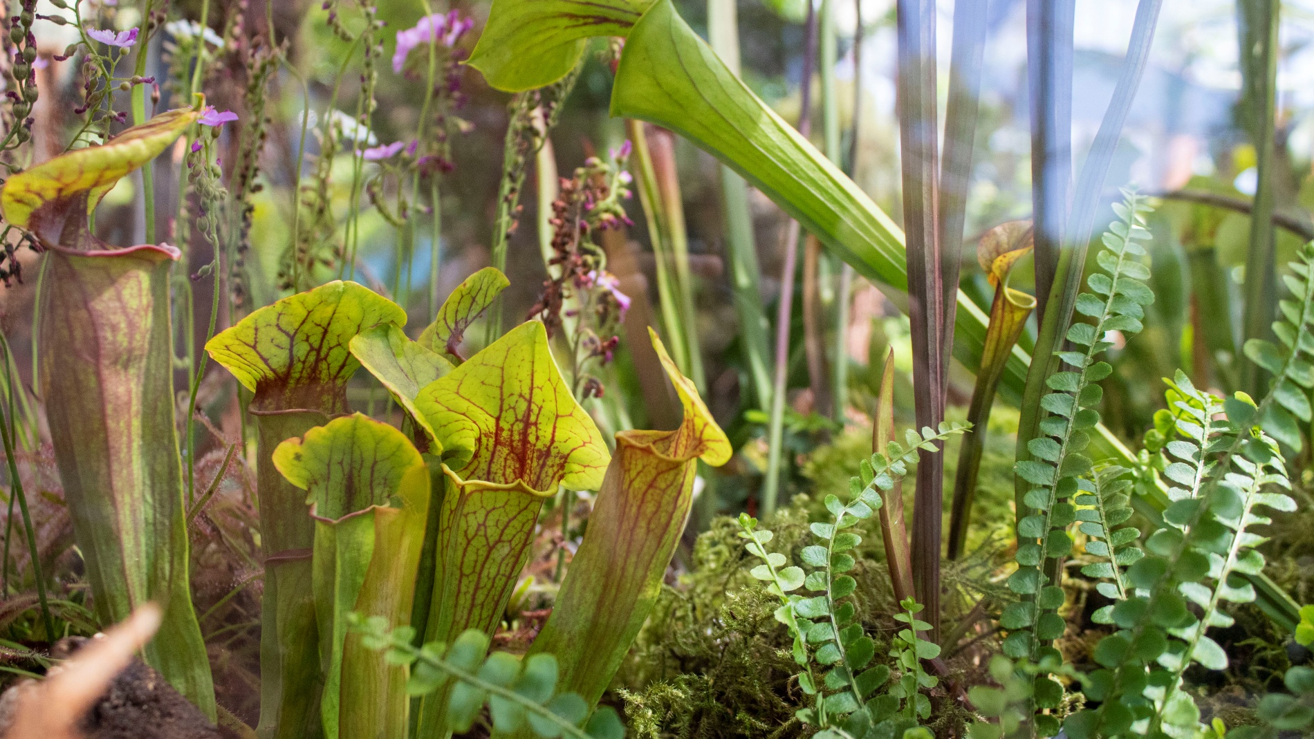 棘.PLANTS Nepenthes Song of Melancholy' x jacquelineae | JH | Clone 3