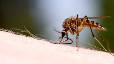 How to treat mosquito bites