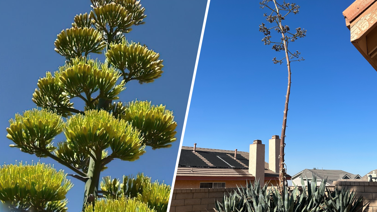 Hombre de Palmdale atónito por rara flor de planta centenaria en patio trasero – Telemundo 52