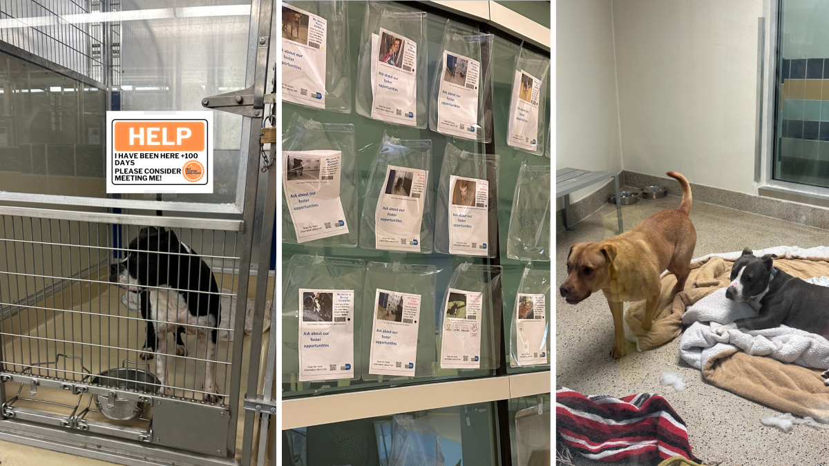 Lost dogs have fueled overpopulation in U.S animal shelters – NBC Los Angeles - Vimarsana News