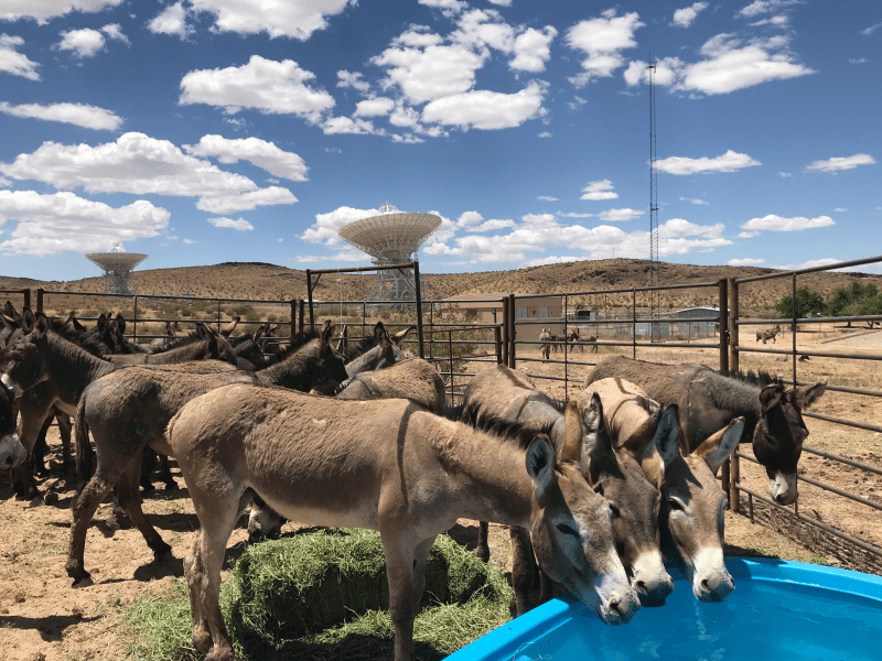 Burros drinking