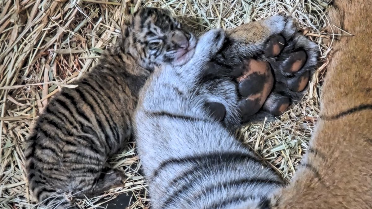 Sumatran tiger cubs at San Diego Zoo Safari Park now have names – NBC Los Angeles - Vimarsana News