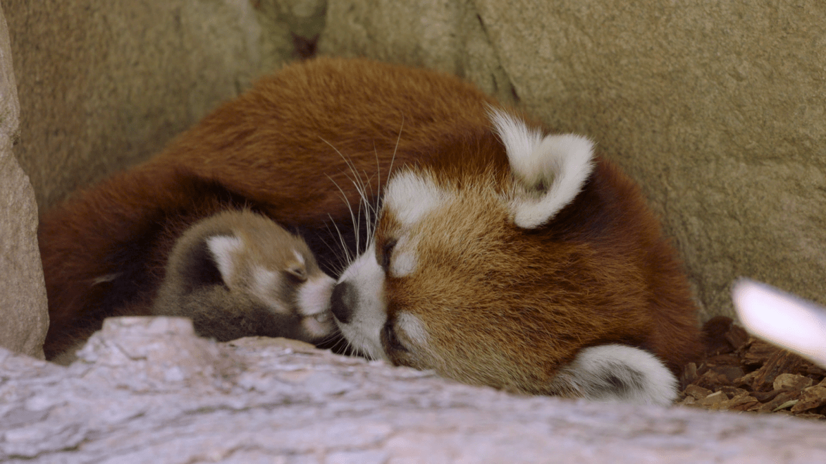 San Diego Zoo welcomes a new addition to red panda family – NBC Los Angeles