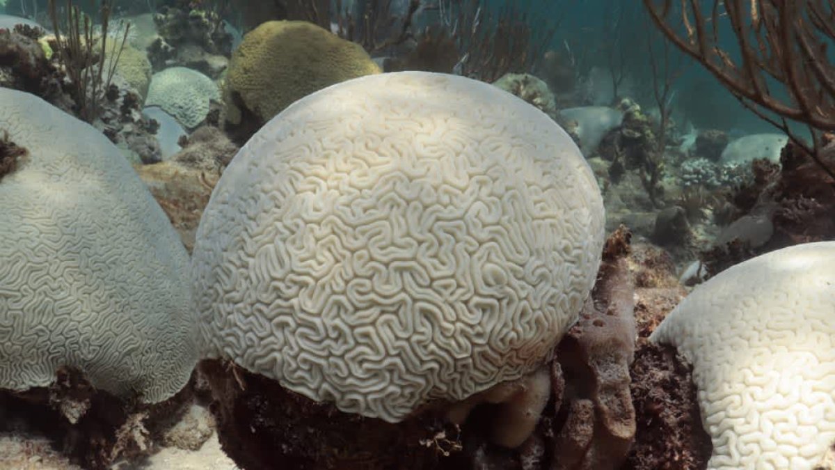 Conditions are ripe for a global coral bleaching event: 'Florida is just the tip of the iceberg' – NBC Los Angeles - Vimarsana News