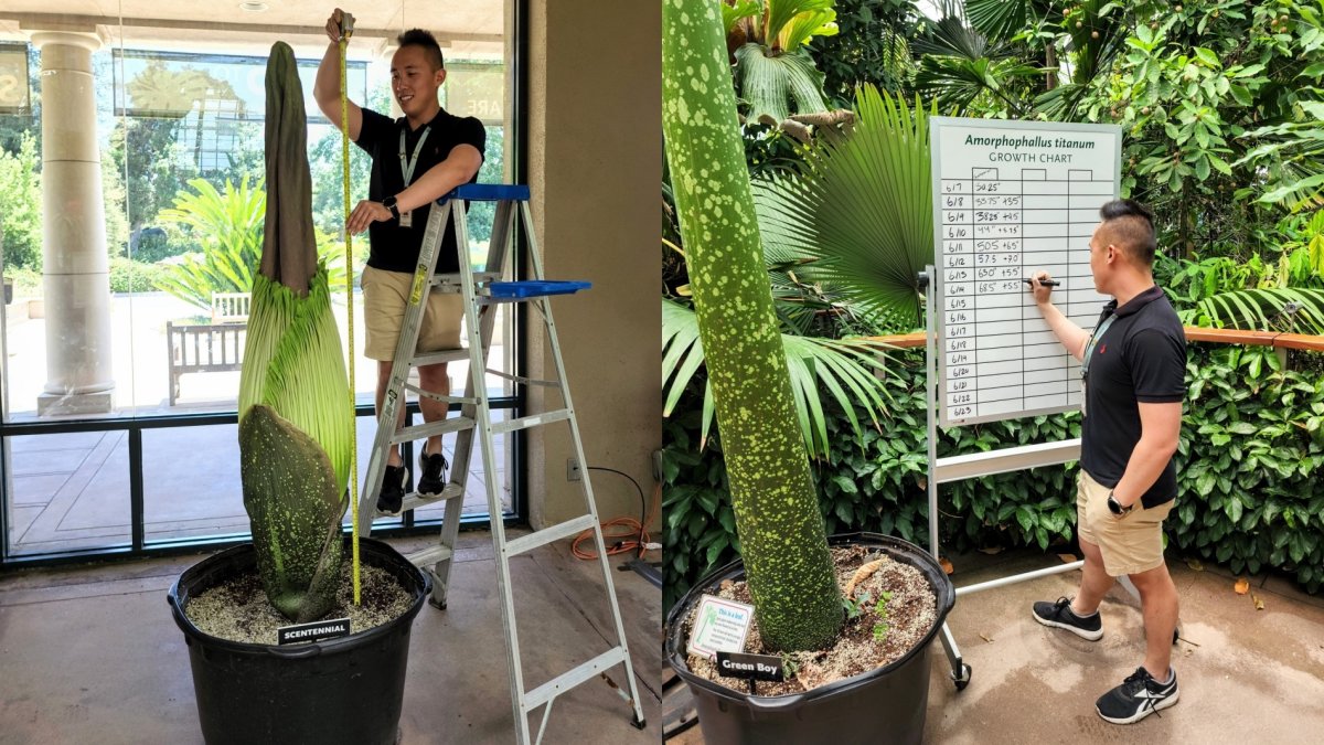 Be in the nose about news of The Huntington's latest Corpse Flower - Vimarsana News