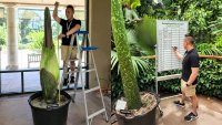 Be in the nose about news of The Huntington's latest Corpse Flower