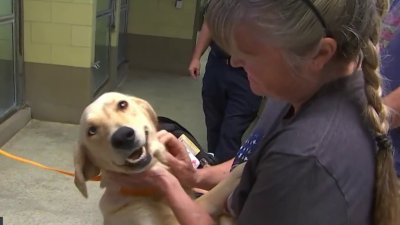 Chicago Cubs Dog Cat Bow Tie slides Onto Pet's Existing 