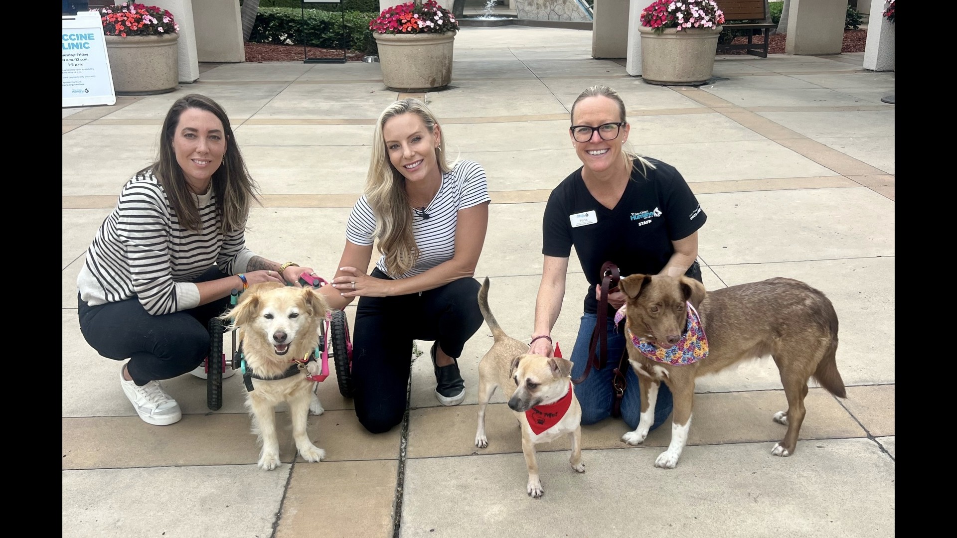 Stacy Hope Rescue share Nigel and Bruno: Pet of the Week - CBS Los Angeles