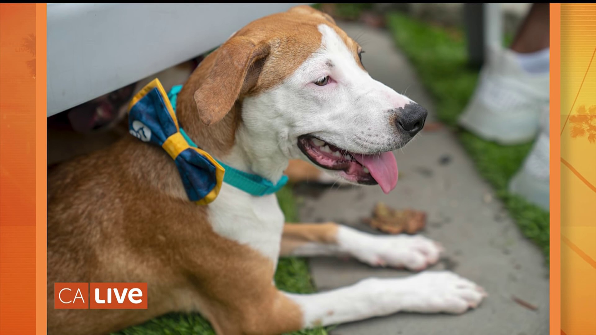Meet the young entrepreneur helping “Clear The Shelters,” one bow tie at a time