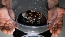 Katie a Mexican Redknee Tarantula is weighed during London Zoo's Annual Weigh In, in London, Thursday, Aug. 24, 2023.