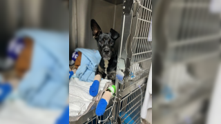 Maui Humane Society is treating animals burned by the wildfires that torched parts of Maui last week.