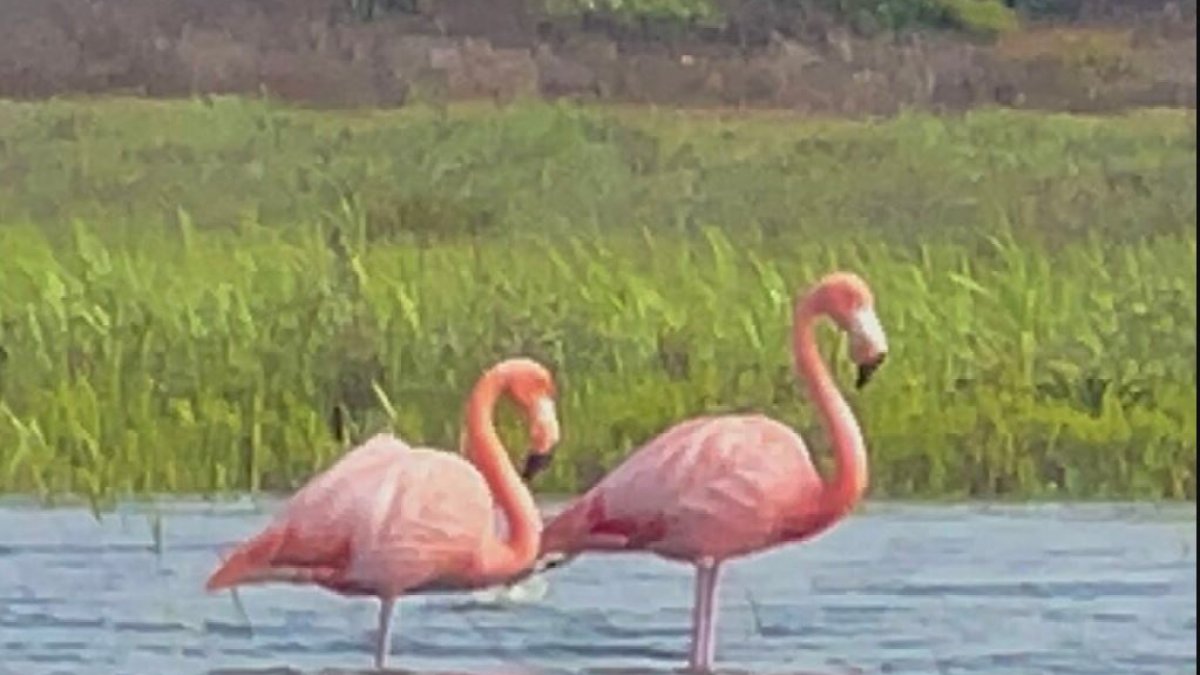 Did you know there are flamingos living in the wild in Coronado? – NBC Los Angeles - Vimarsana News