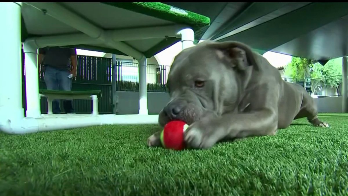 Surrendered dogs at Pasadena Humane Society in need of a loving home - Vimarsana News