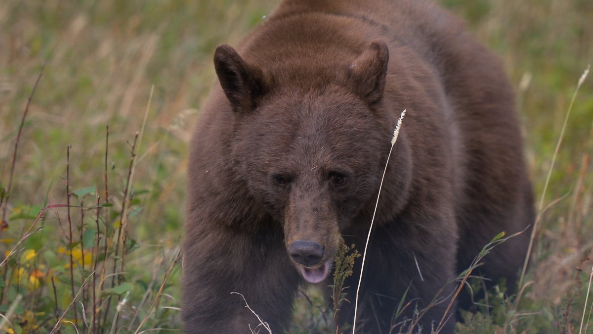 Black bear breaks into Montana home, gets shot and killed by handgun – NBC Los Angeles - Vimarsana News