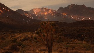A Joshua Tree is seen as the York fire burns in the distance in the Mojave National Preserve on July 30, 2023. The York Fire has burned over 70,000 acres, including Joshua trees and yucca in the Mojave National Preserve, and has crossed the state line from California into Nevada.