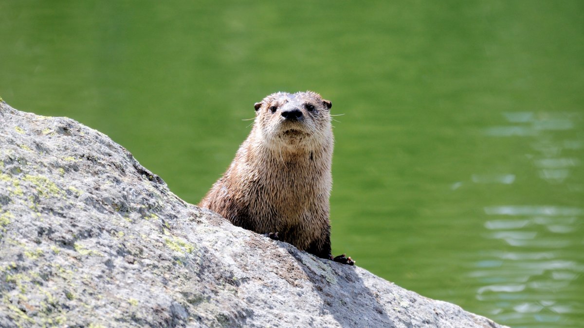 Rare Montana river otter attack injures three floaters, one airlifted to hospital - Vimarsana News