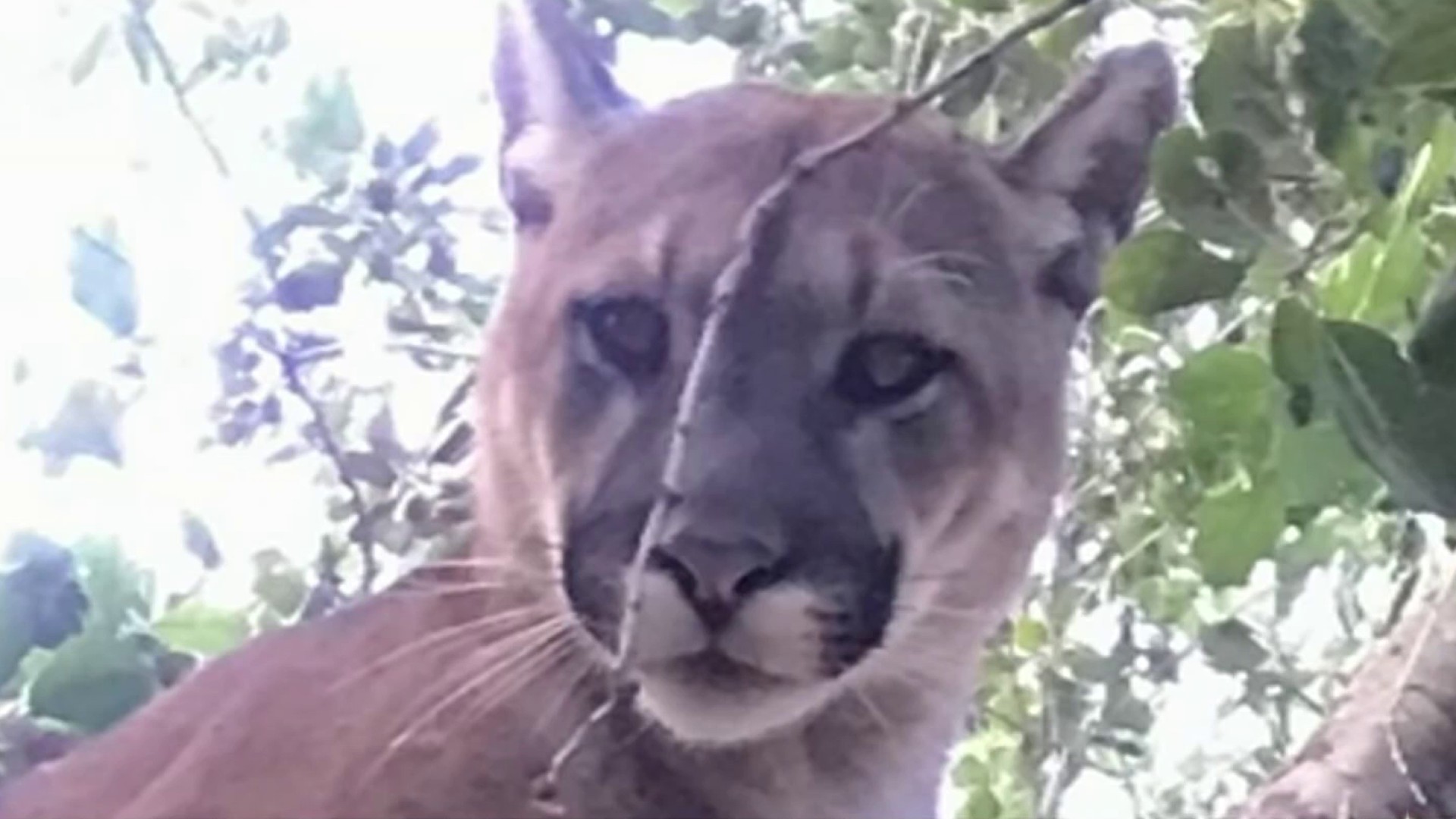 Mountain lion, or lions, won't leave Red Lodge