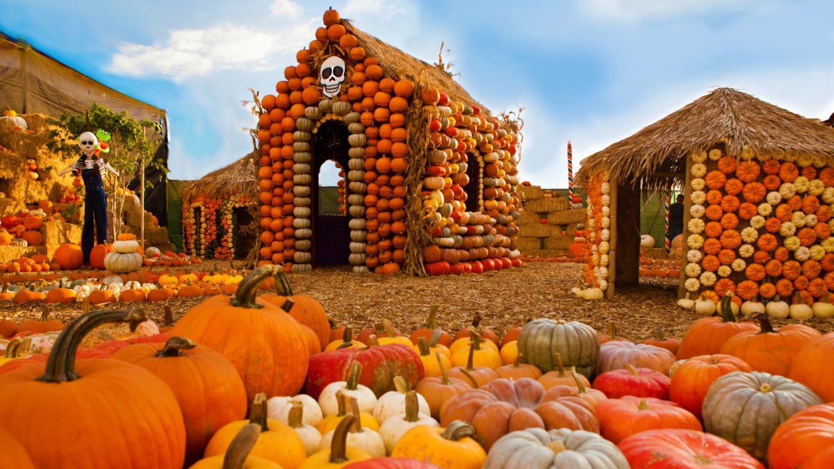 Mr. Bones Pumpkin Patch, that Culver City charmer, will creak open in early October - Vimarsana News