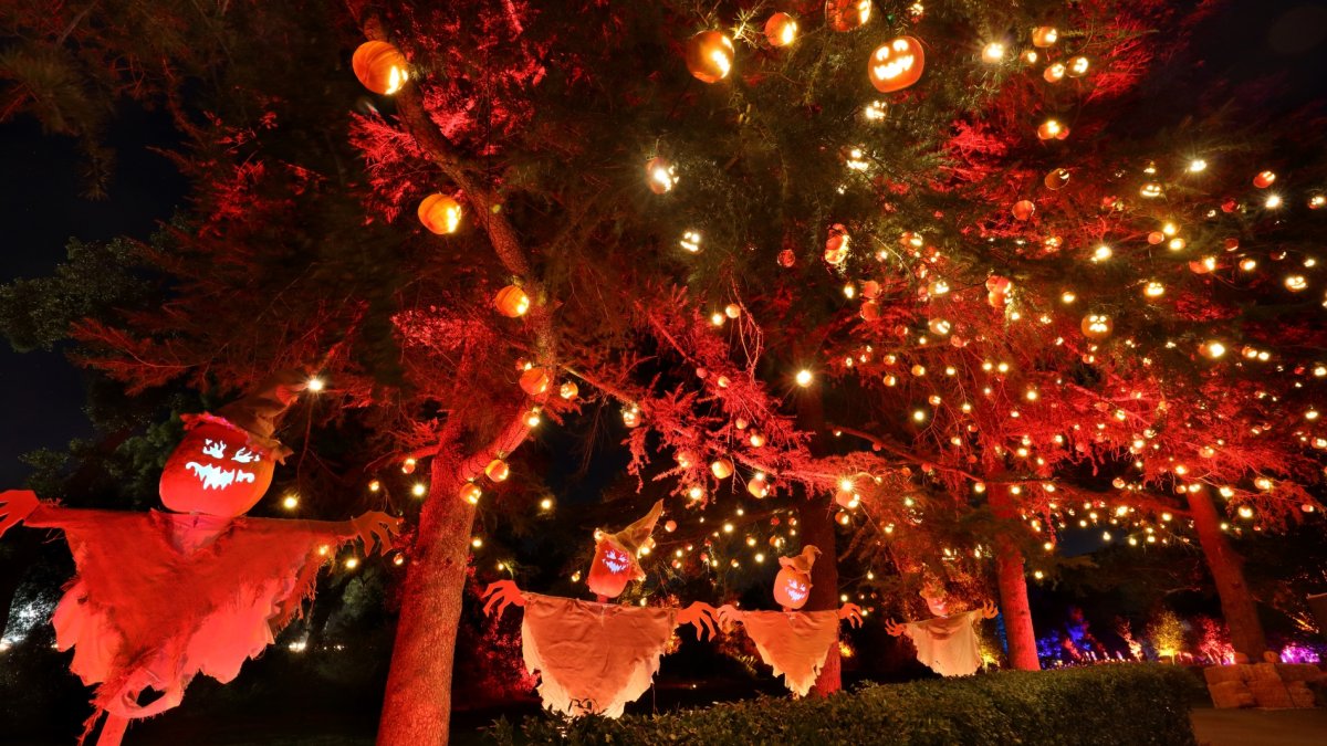 This pumpkin-packed Calabasas experience is glowing forward in 2023 - Vimarsana News