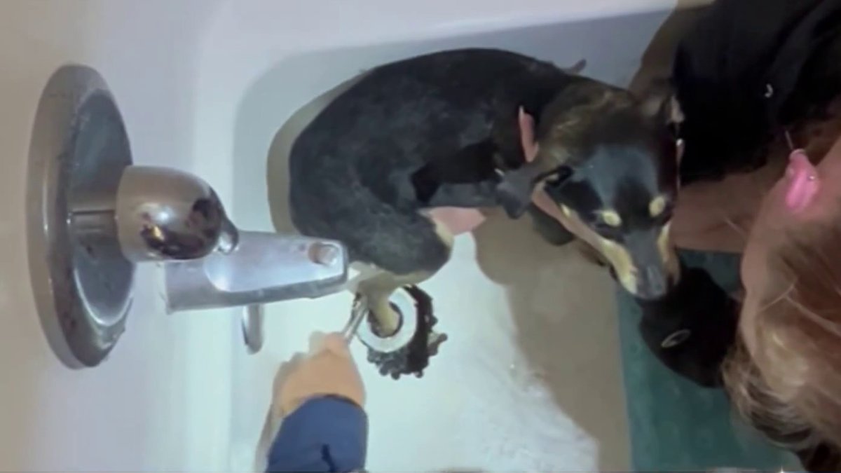 Watch OC firefighters free dog stuck in bathtub drain NBC Los Angeles