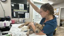 Roman receives veterinary care at Maui Humane Society.