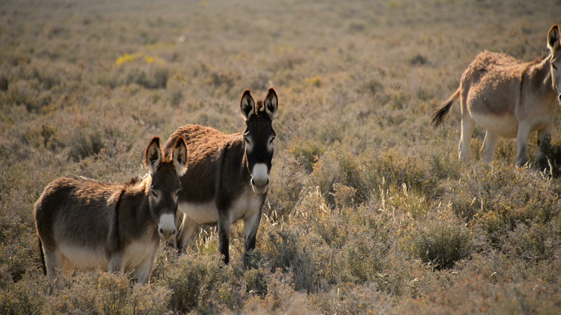 Illegal burro killings in Death Valley highlight a complicated California controversy