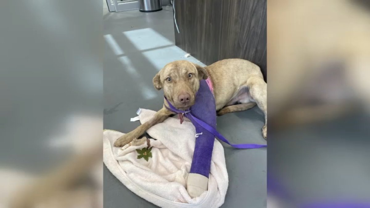 Dog that recovered from shooting is now ready for fur-ever home – NBC ...