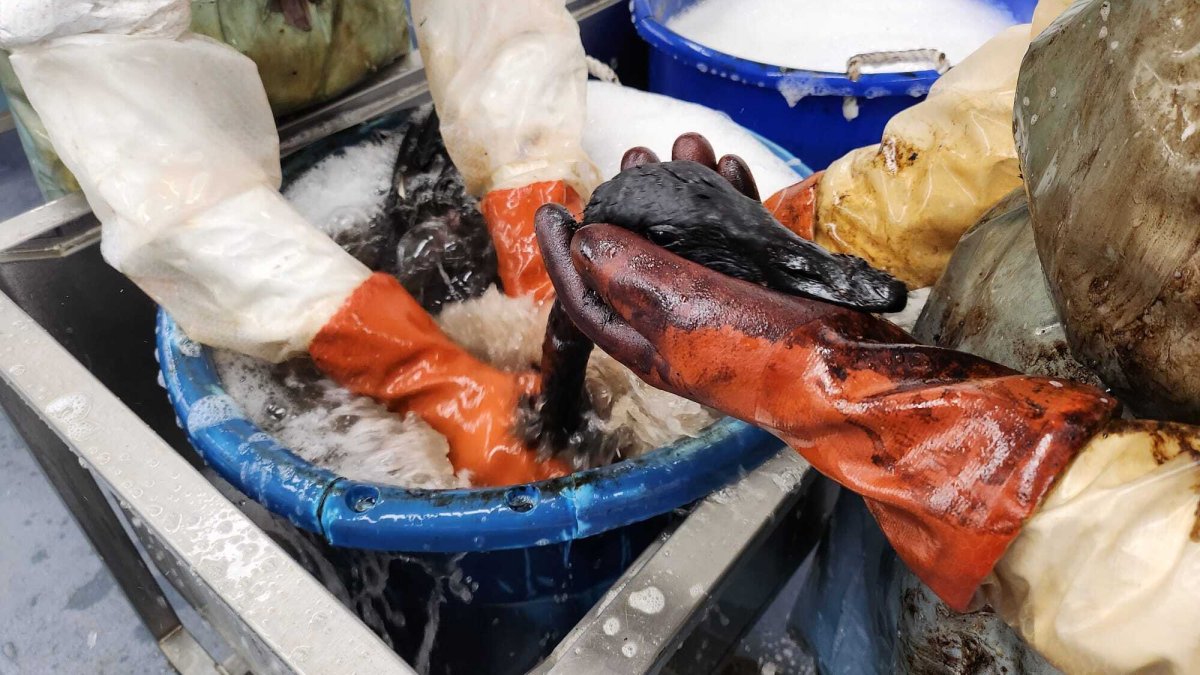 Flock of geese burned after landing in La Brea Tar Pits NBC Los Angeles