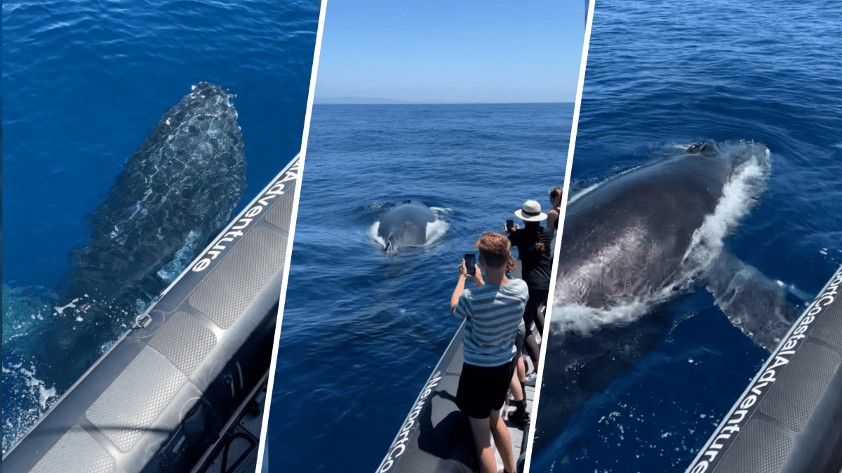 A playful humpback whale delighted tourists in the ocean near Newport Beach