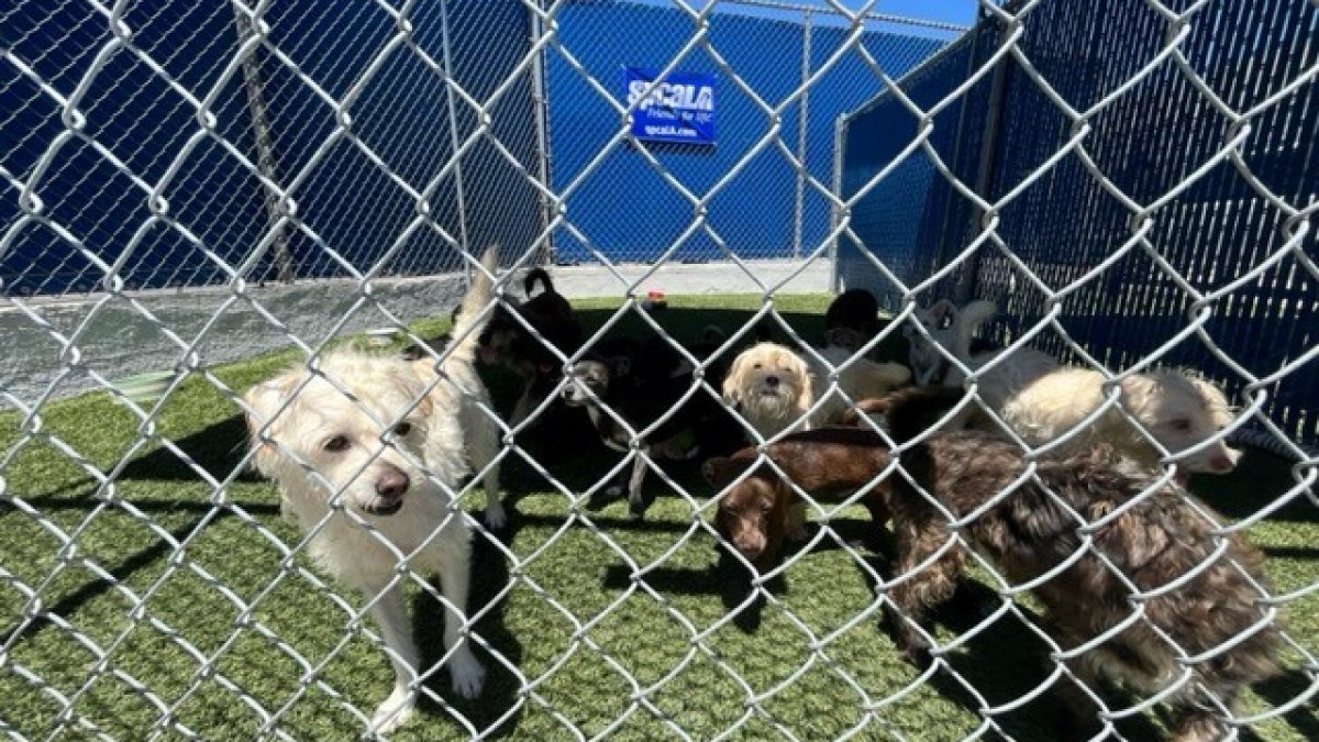 More than a dozen puppies ready for adoption NBC Los Angeles