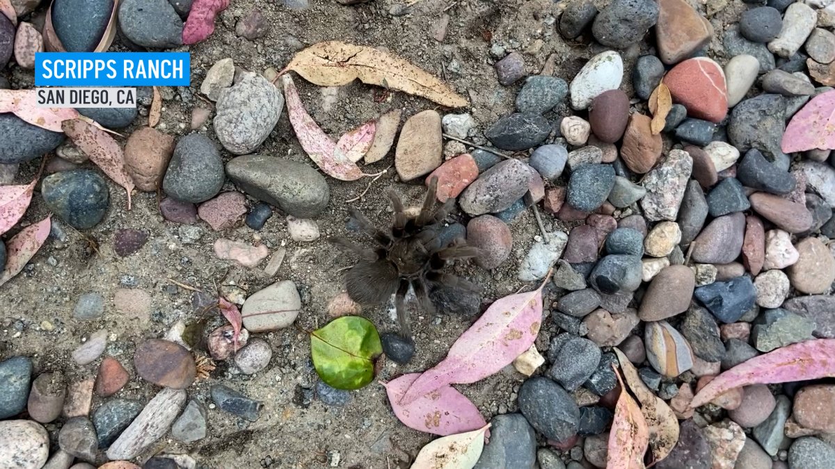 What to do if you see a tarantula in San Diego County – NBC Los Angeles - Vimarsana News