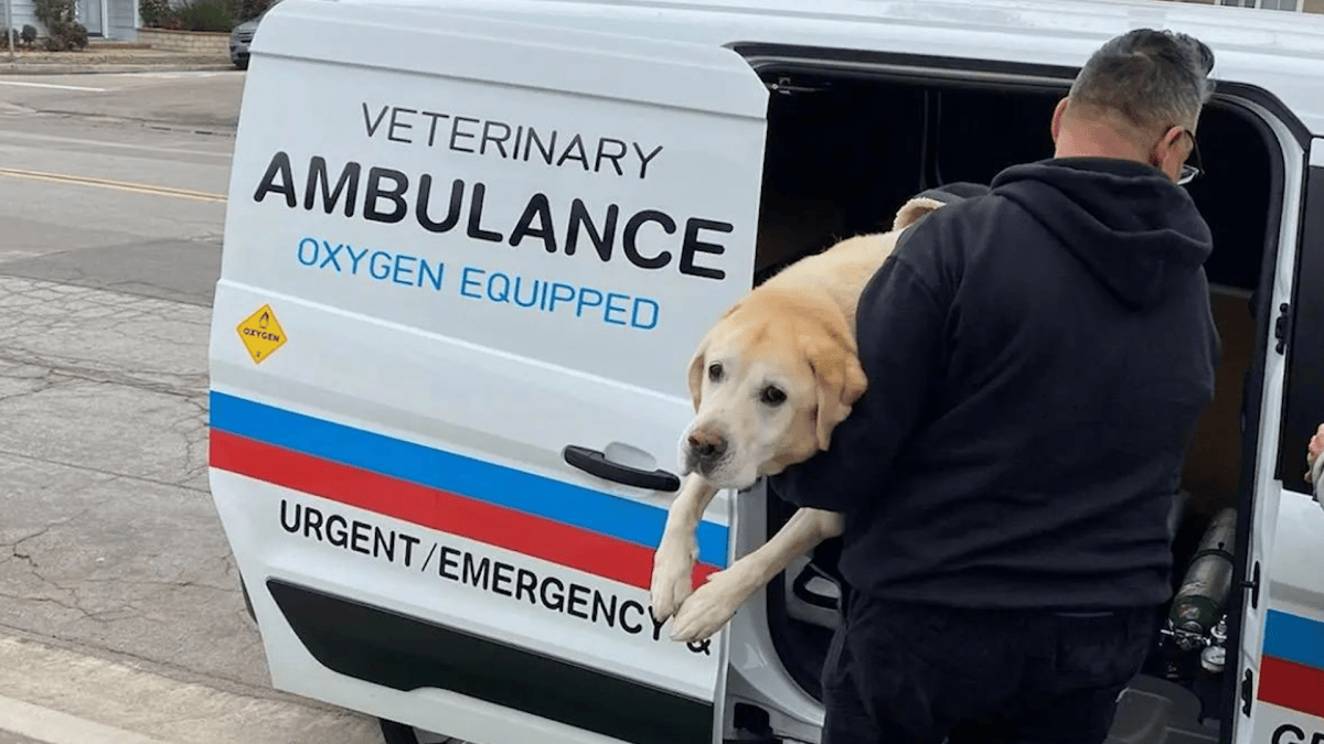Veterinary Ambulance of Southern California transports pets in emergencies – NBC Los Angeles - Vimarsana News