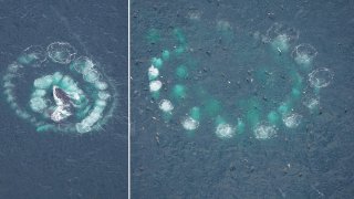 Humpback whales creating spiral patterns with air bubbles in the ocean off Massachusetts' Martha's Vineyard on Monday, Aug. 14, 2023.