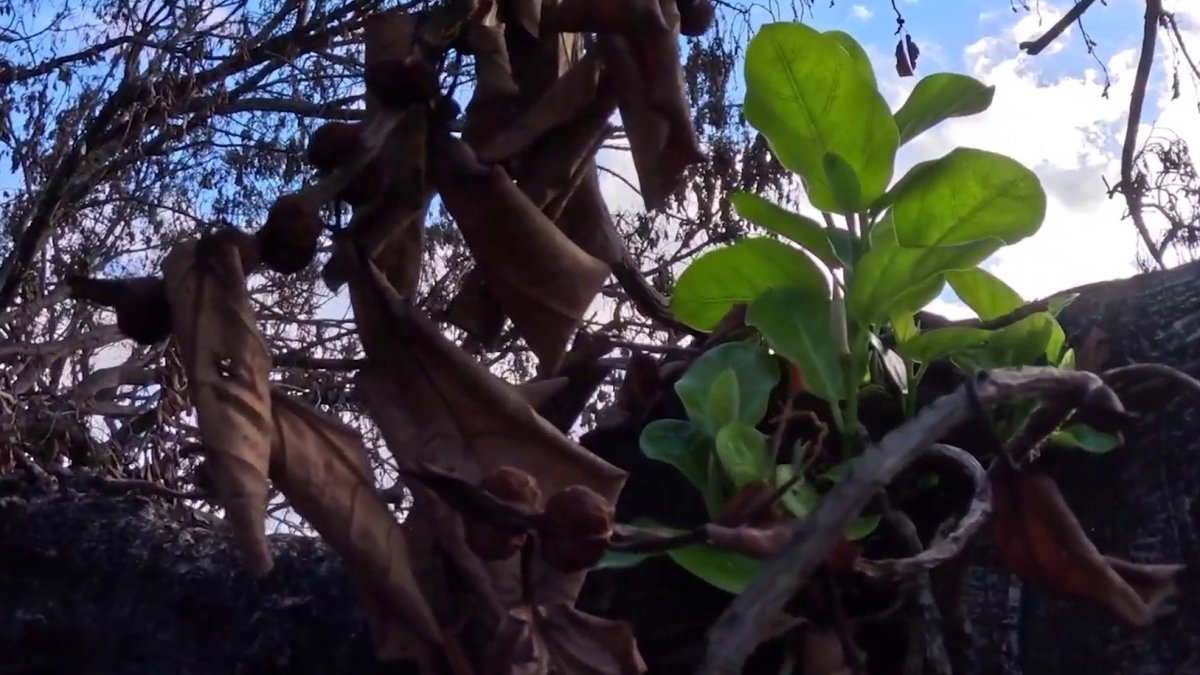 Lahaina banyan tree sprouts first green leaves since Maui wildfires