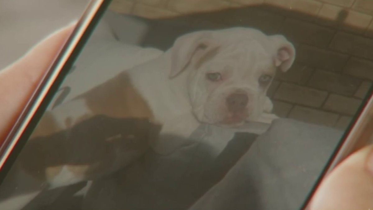 Dog Dies After Staying With Sitter Found On App NBC Los Angeles dog-dies-after-staying-with-sitter-found-on-app-nbc-los-angeles