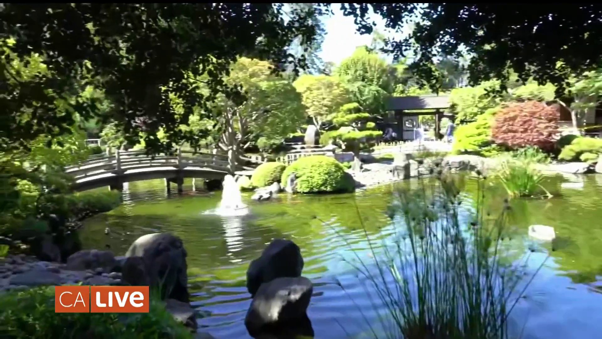 Nikke Kompatibel med Drik vand Relax and enjoy the fresh air at this San Mateo hidden zen oasis – NBC Los  Angeles