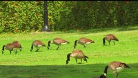 Echo Park visitors complain of aggressive Canadian geese