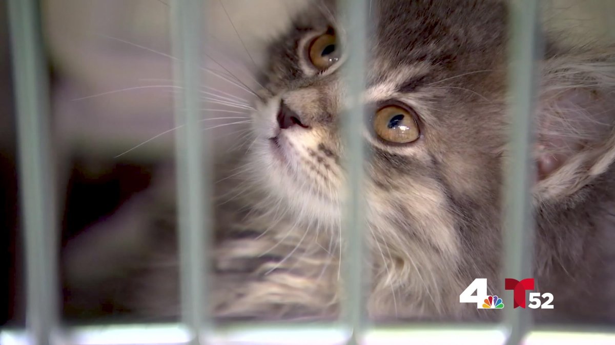 Nbc Clear The Shelters 2024 Ct Keri Selena Nbc Clear The Shelters 2024 Ct Keri Selena