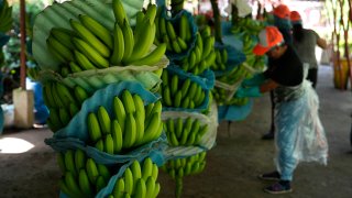 A farm worker cuts recently harvested bananas at a farm in Los Rios, Ecuador, Tuesday, Aug. 15, 2023.
