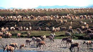 FILE – In this undated file photo provided by the U.S. Fish and Wildlife Service, caribou from the Porcupine caribou herd migrate onto the coastal plain of the Arctic National Wildlife Refuge in northeast Alaska.