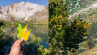 Mammoth Lakes is basking in the lovely leafy brilliance of early September